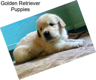 Golden Retriever Puppies