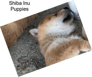 Shiba Inu Puppies