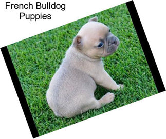 French Bulldog Puppies