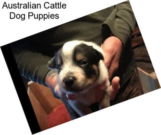 Australian Cattle Dog Puppies