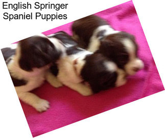 English Springer Spaniel Puppies