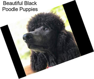 Beautiful Black Poodle Puppies