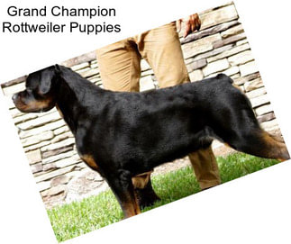 Grand Champion Rottweiler Puppies