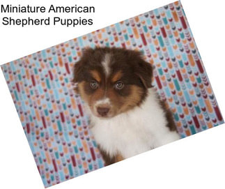 Miniature American Shepherd Puppies