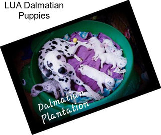 LUA Dalmatian Puppies