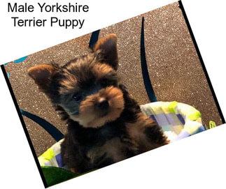 Male Yorkshire Terrier Puppy