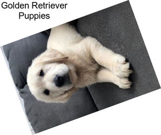 Golden Retriever Puppies