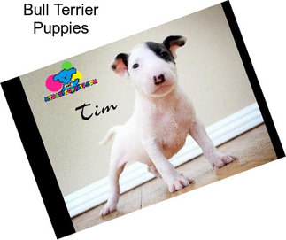 Bull Terrier Puppies