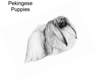 Pekingese Puppies