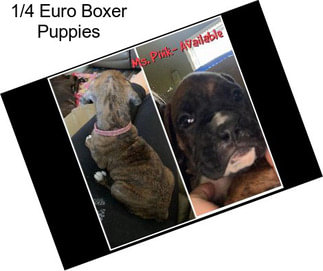 1/4 Euro Boxer Puppies