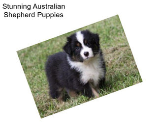 Stunning Australian Shepherd Puppies