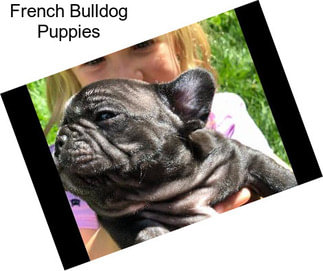 French Bulldog Puppies