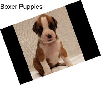 Boxer Puppies