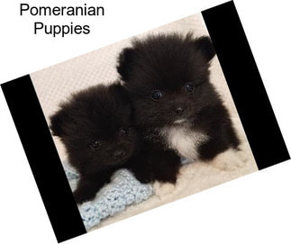 Pomeranian Puppies