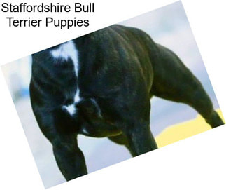 Staffordshire Bull Terrier Puppies