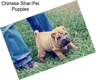 Chinese Shar-Pei Puppies