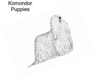 Komondor Puppies