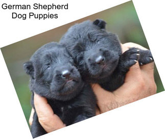 German Shepherd Dog Puppies