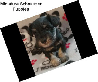 Miniature Schnauzer Puppies