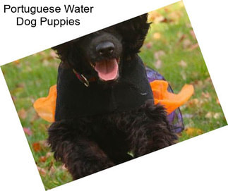 Portuguese Water Dog Puppies