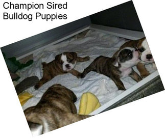 Champion Sired Bulldog Puppies