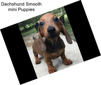 Dachshund Smooth mini Puppies