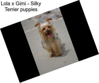 Lola x Gimi - Silky Terrier puppies