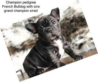 Champion pedigree French Bulldog with sire grand champion sired