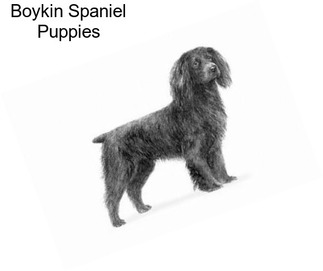 Boykin Spaniel Puppies