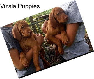 Vizsla Puppies