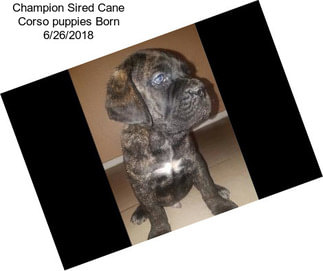 Champion Sired Cane Corso puppies Born 6/26/2018