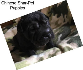 Chinese Shar-Pei Puppies