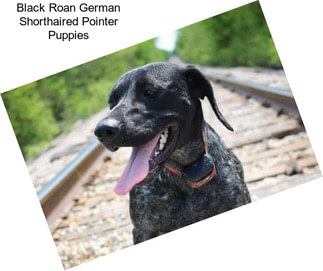 Black Roan German Shorthaired Pointer Puppies