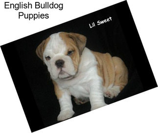 English Bulldog Puppies