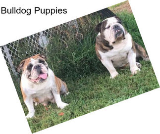 Bulldog Puppies