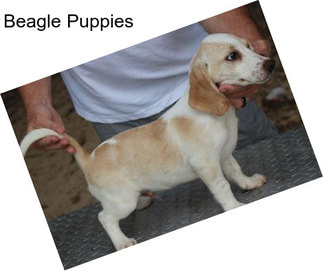 Beagle Puppies