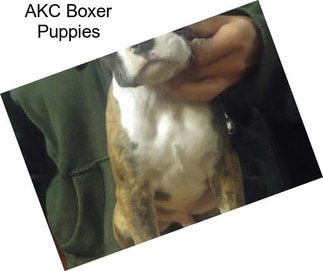 AKC Boxer Puppies