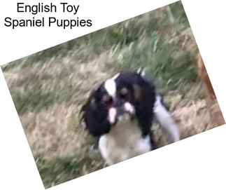 English Toy Spaniel Puppies