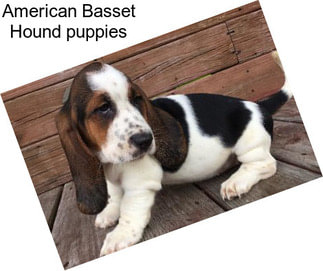 American Basset Hound puppies