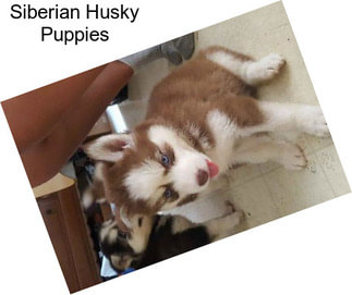 Siberian Husky Puppies