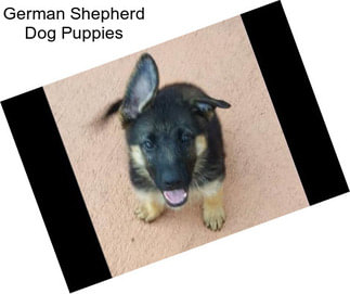 German Shepherd Dog Puppies