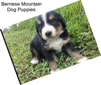 Bernese Mountain Dog Puppies