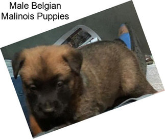 Male Belgian Malinois Puppies