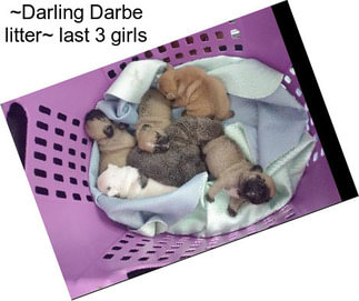 ~Darling Darbe litter~ last 3 girls