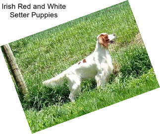 Irish Red and White Setter Puppies