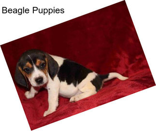 Beagle Puppies