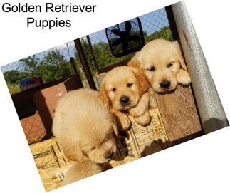 Golden Retriever Puppies