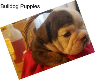 Bulldog Puppies