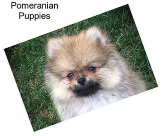 Pomeranian Puppies