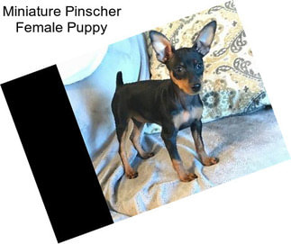 Miniature Pinscher Female Puppy